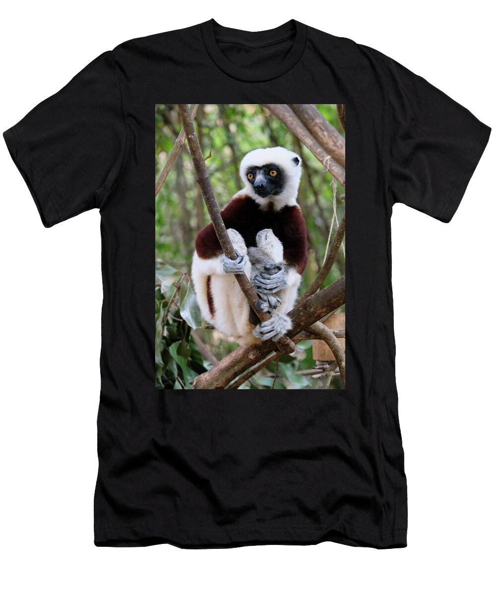 Coquerels Sifaka and Young Hiroya Minakuchi T-Shirt